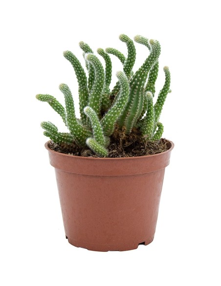 Cactus variats (test 12 cm ø)