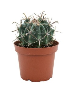 Cactus variats (test 12 cm ø) 2