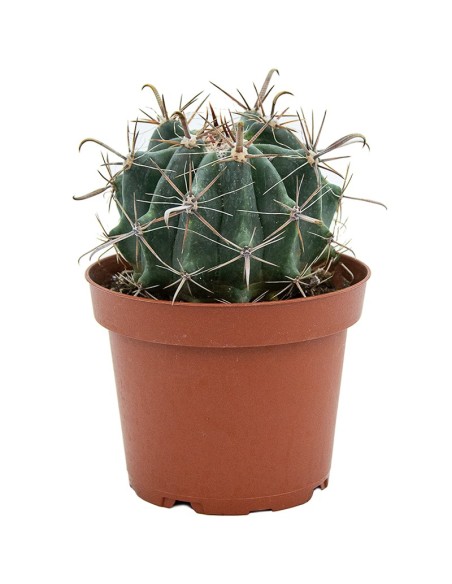 Cactus Varié (pot 12 cm ø).