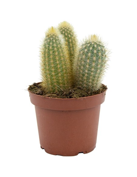 Cactus Varié (pot 12 cm ø).