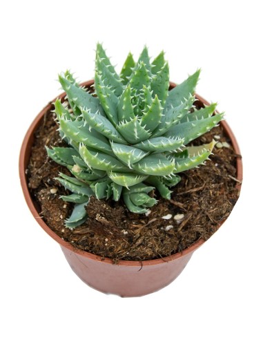 Cactus variado (maceta 12 cm ø)