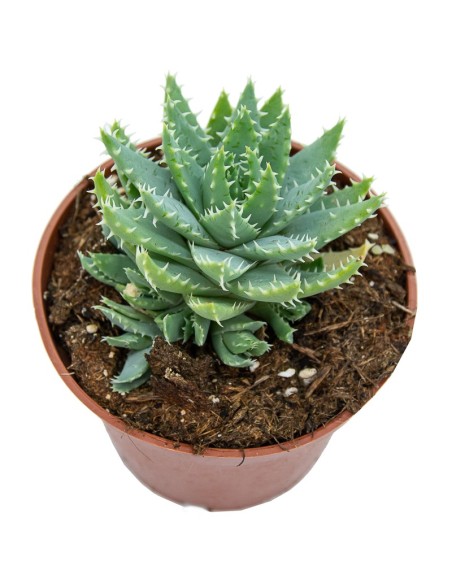 Cactus variats (test 12 cm ø)
