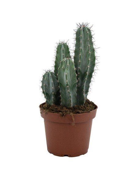 Cactus Varié (pot 12 cm ø).