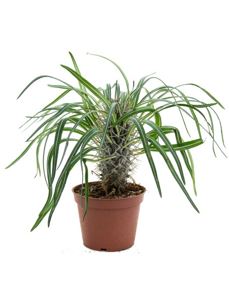 Cactus variado (maceta 12 cm ø)