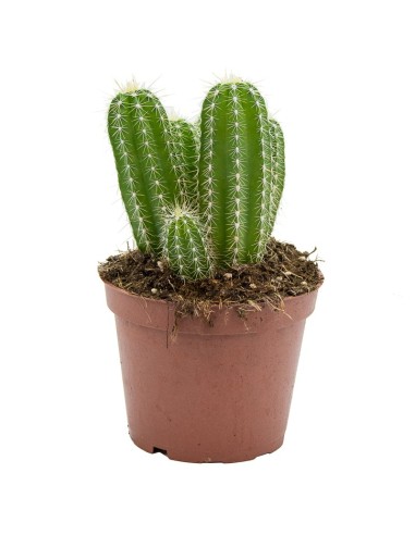 Cactus Varié (pot 12 cm ø).