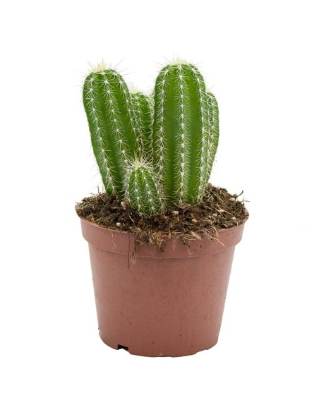 Cactus variado (maceta 12 cm ø)