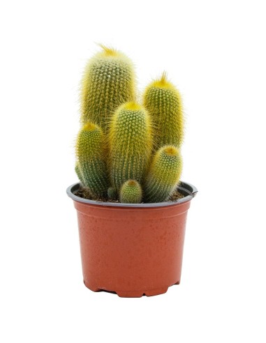 Cacto variado (vaso de 12 cm ø)