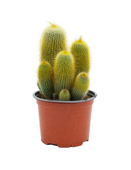 Cactus variats (test 12 cm ø)