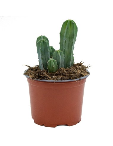Cactus variado (maceta 12 cm ø)