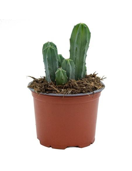 Cacto variado (vaso de 12 cm ø)