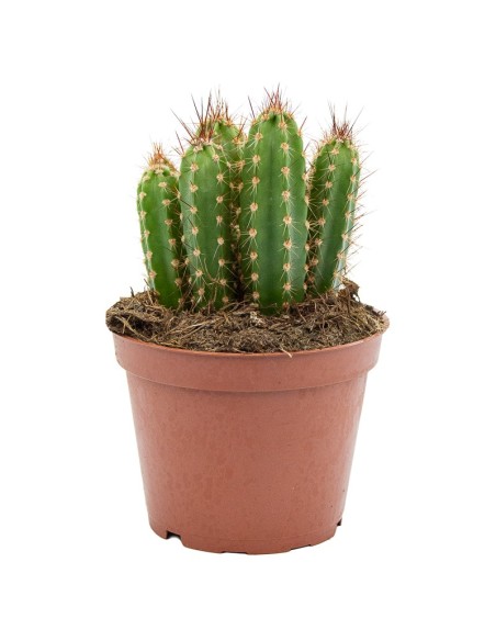 Cacto variado (vaso de 12 cm ø)