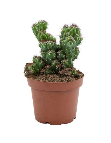 Cactus variado (maceta 12 cm ø)