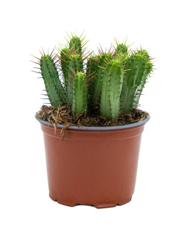 Cactus variado (maceta 12 cm ø)