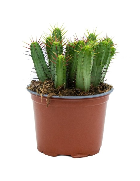 Cactus Varié (pot 12 cm ø).
