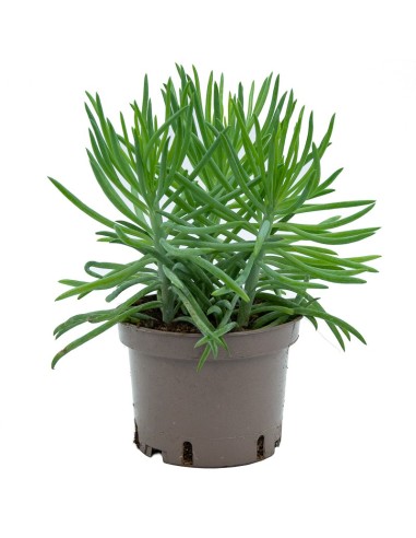 Cactus Varié (pot 12 cm ø).