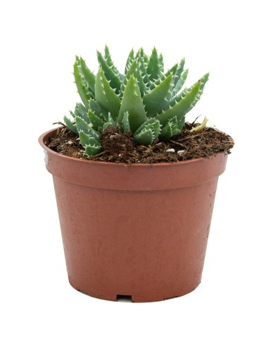 Cactus variats (test 12 cm ø)