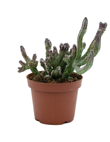 Cactus Varié (pot 12 cm ø).