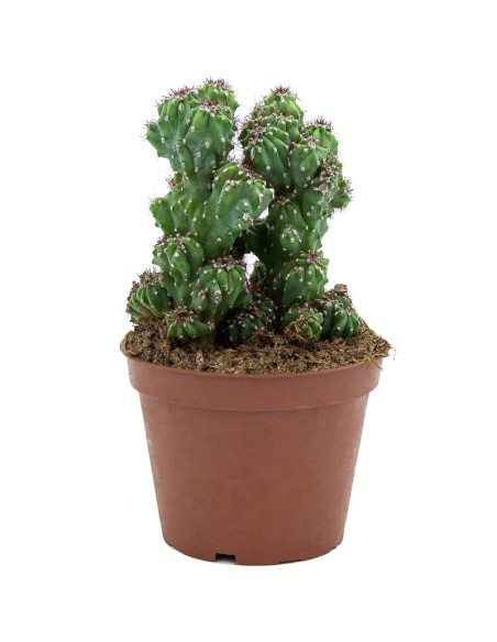 Cacto variado (vaso de 12 cm ø)