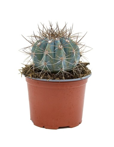 Cacto variado (vaso de 12 cm ø)