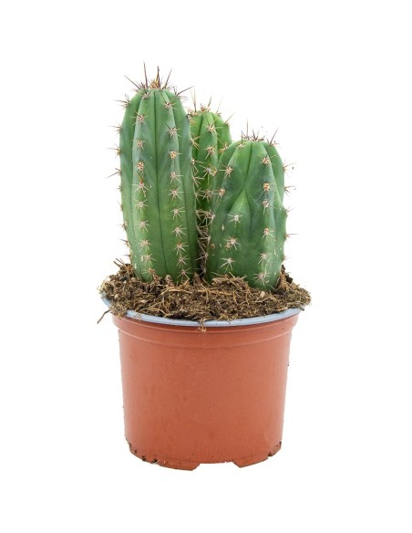 Cactus Varié (pot 12 cm ø).