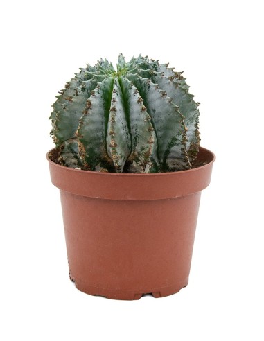 Cactus variats (test 12 cm ø)