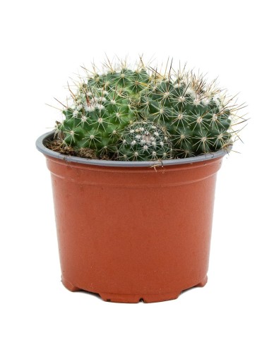Cactus variado (maceta 12 cm ø)