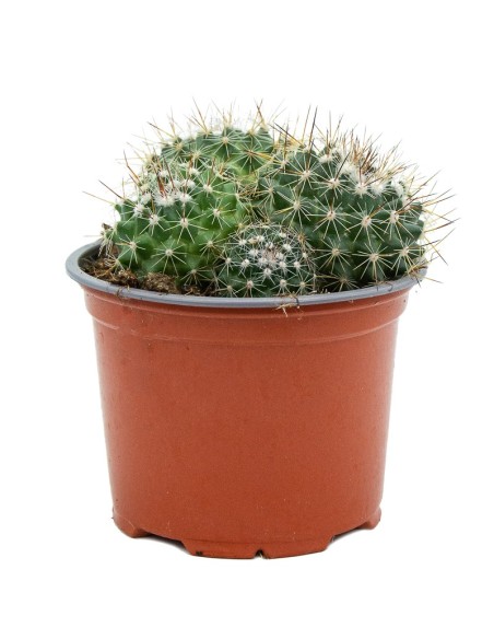 Cacto variado (vaso de 12 cm ø)