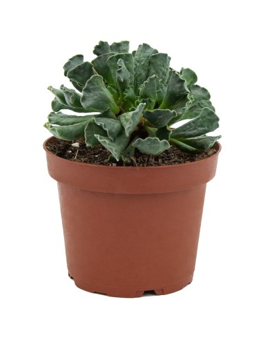 Cactus Varié (pot 12 cm ø).