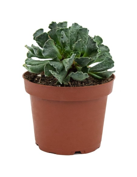 Cacto variado (vaso de 12 cm ø)