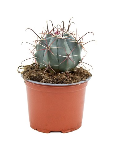 Ferocactus Coloratus