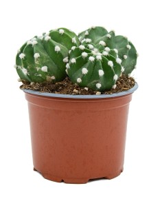 Echinopsis subdenudata (maceta 13 cm ø)