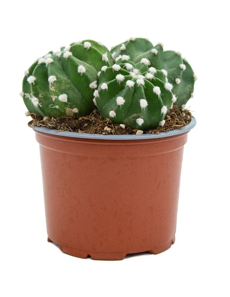 Echinopsis subdenudata (test 13 cm ø)