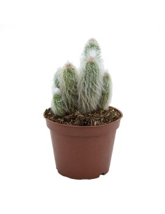 Compre Espostoa lanata por € 7,25 em Germigarden