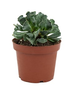 Adromischus cristatus (test 13 cm ø)