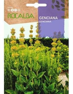 Llavor aromàtica Cilantre