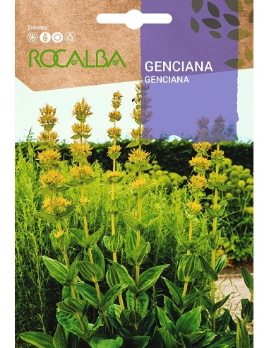 Semente de genciana