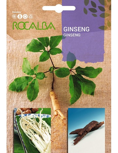 Semilla de ginseng