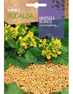 Llavor mostassa blanca