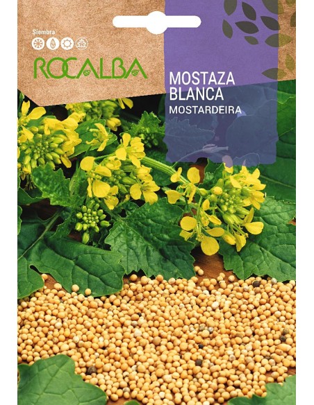 Llavor mostassa blanca