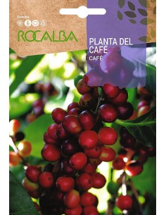 Semente da planta do café