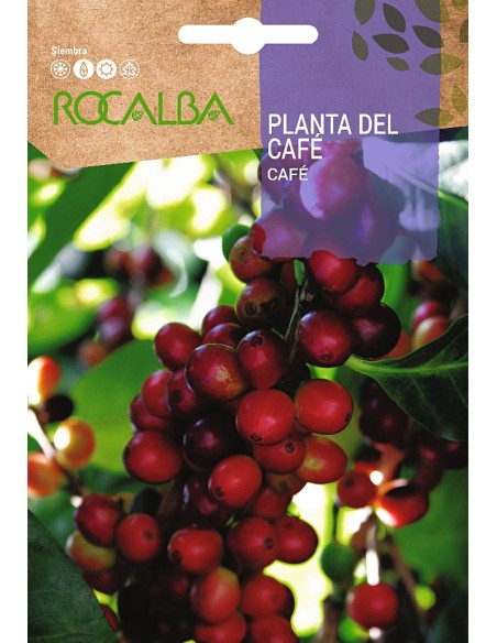 Llavor de planta del cafè