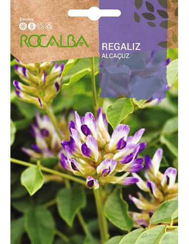 Llavor aromàtica Cilantre