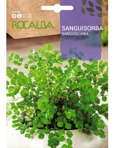 Semente de Sanguisorba