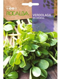 Llavor aromàtica Cilantre