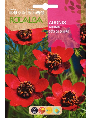 Semente de Adonis (gota de sangue)