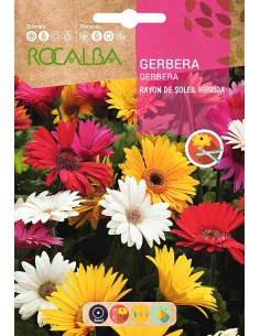 Semilla Gerbera Rayon de soleil Hibrida