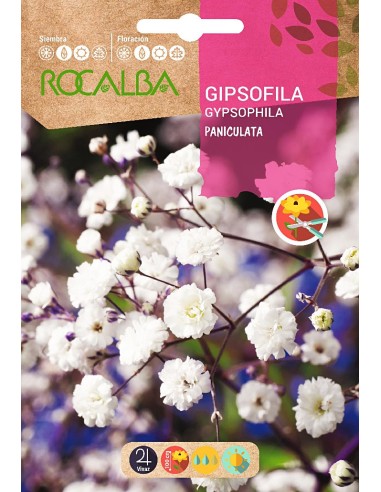 Llavor aromàtica Cilantre