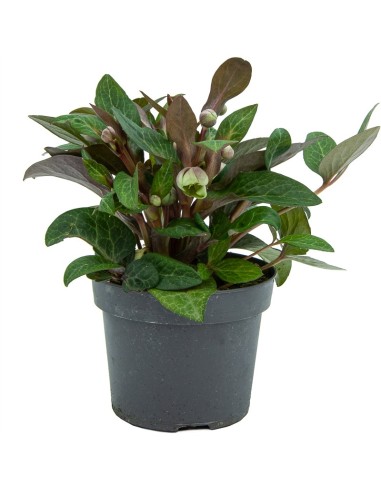 Helleborus lividus o elévoro (maceta 12 cm ø)
