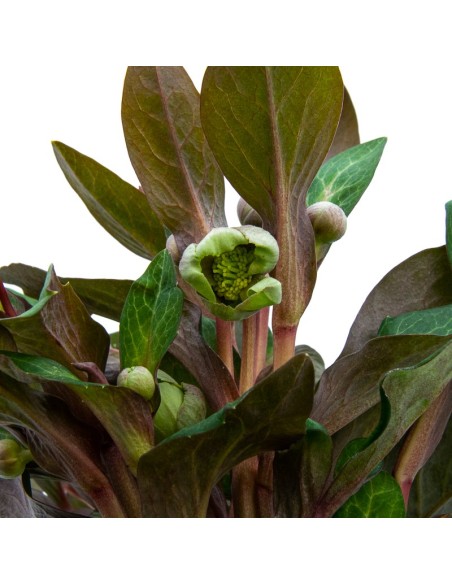 Helleborus lividus o elévoro (maceta 12 cm ø)