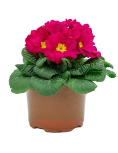 Primula acaulis, étage à partir de 2,25 € à Germigarden